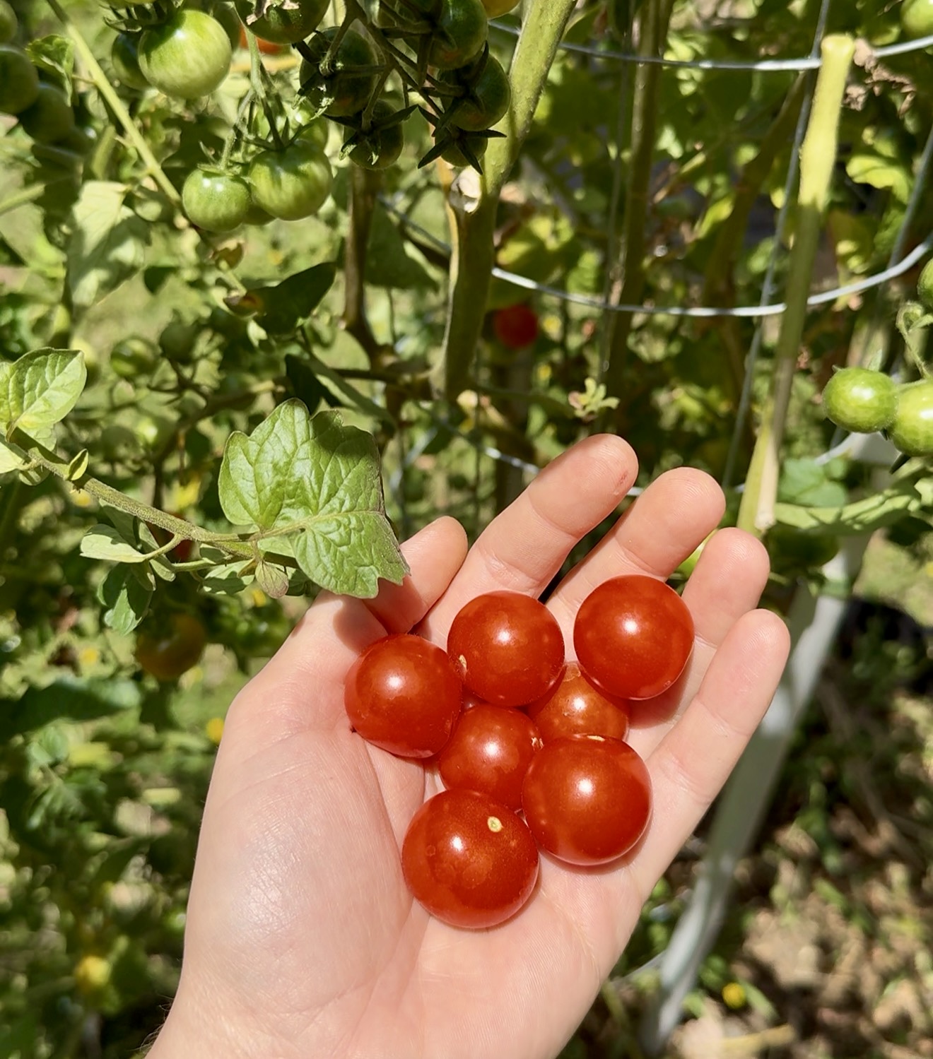 Cherry Tomato Seeds